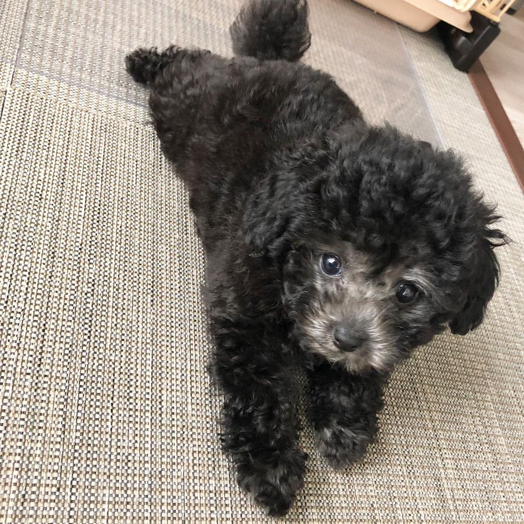 toy poodles for sale
