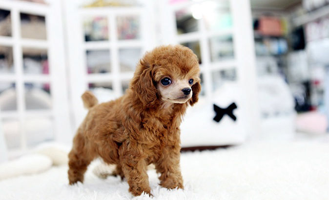 cinnamon micro poodle for sale
