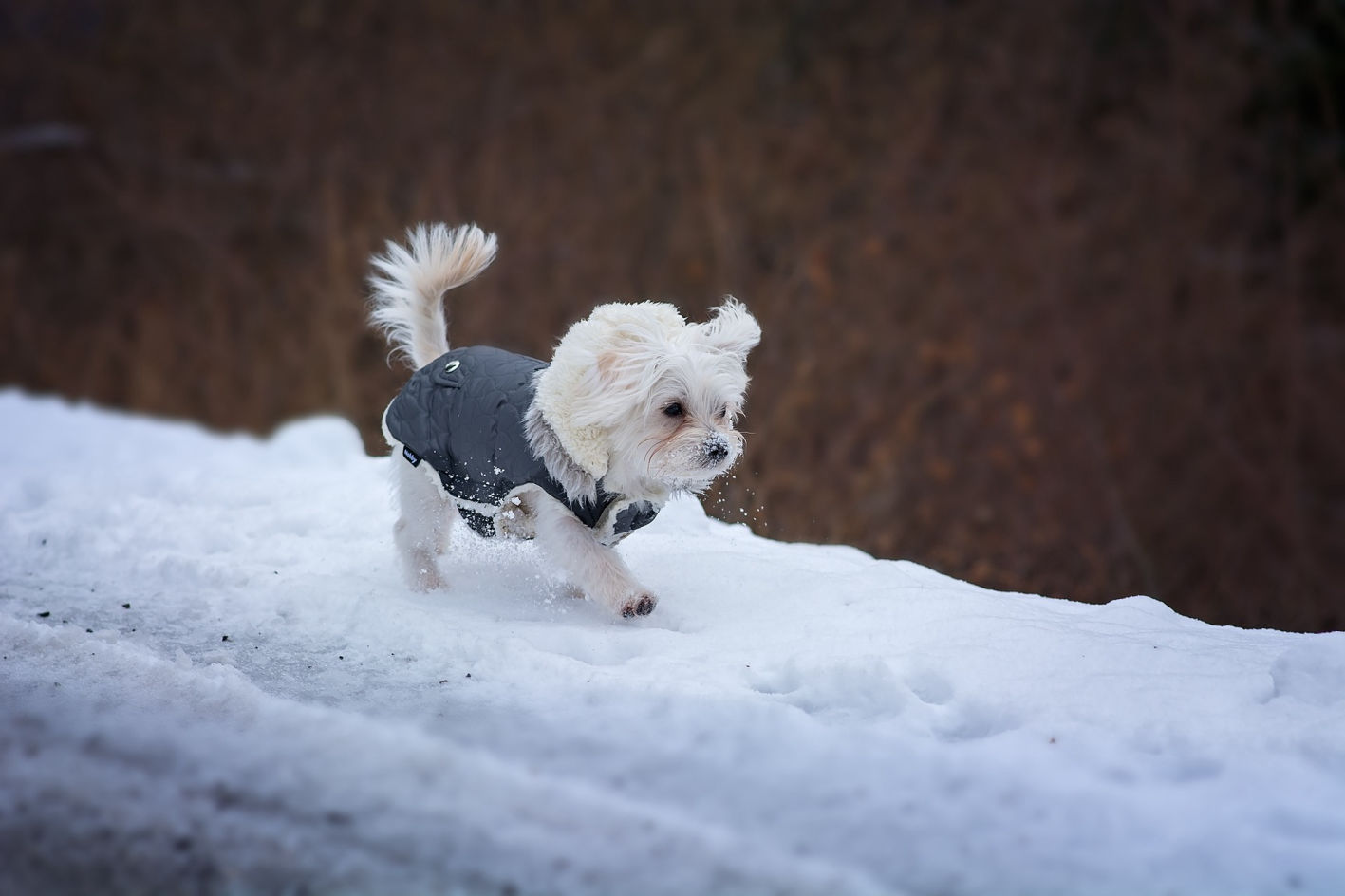 are maltese dogs easy to train