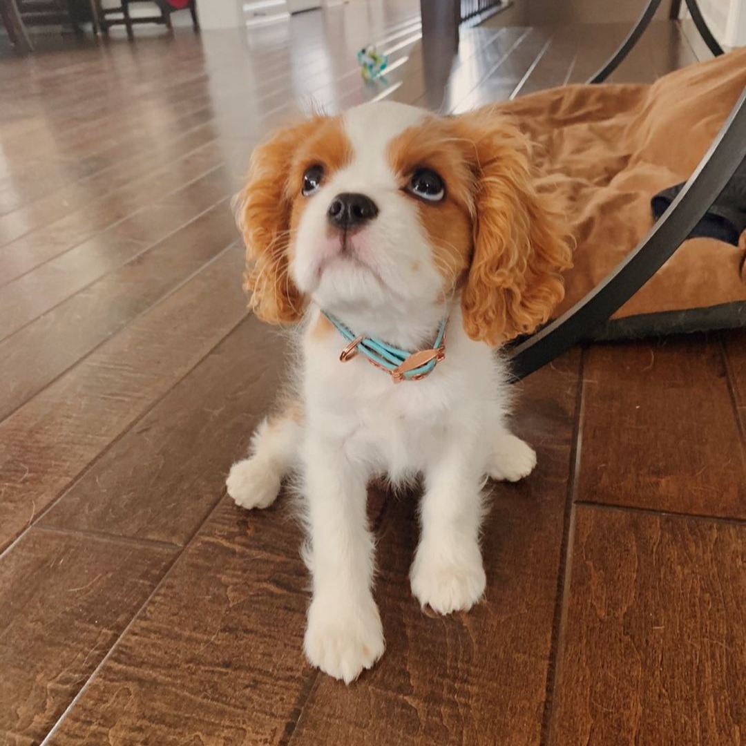 Toy teacup Cavalier King Charles Spaniel for sale