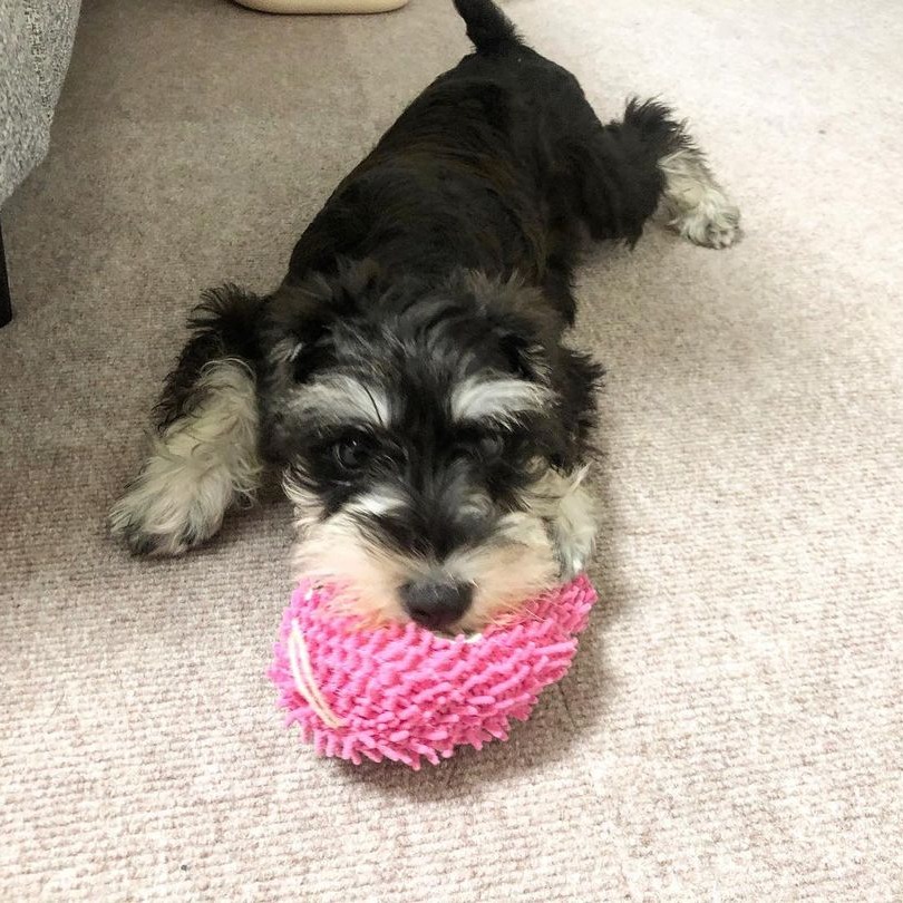 Toy teacup schnauzer for sale