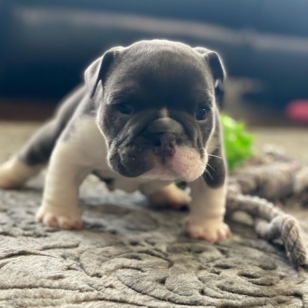 Teacup and Miniature English Bulldog for Sale - Best Prices Online