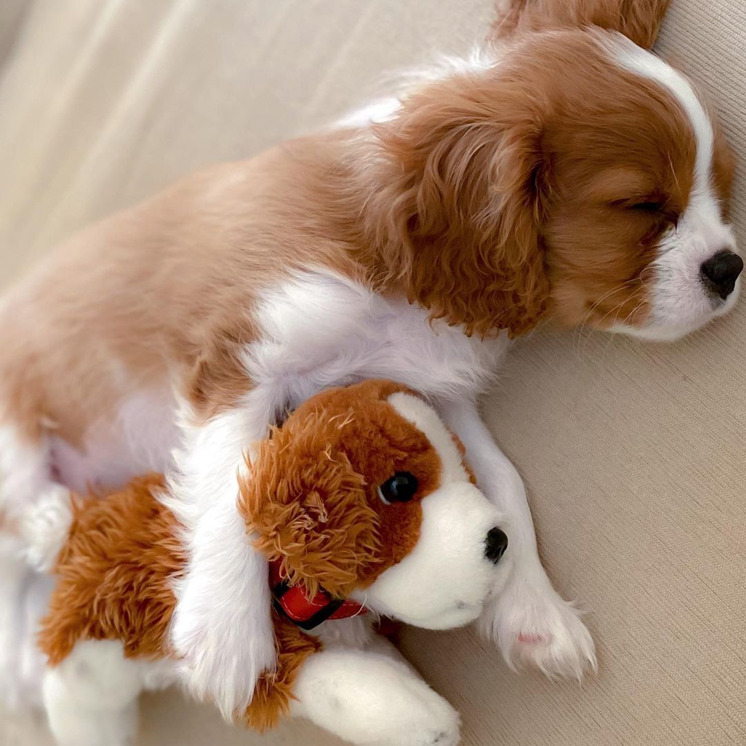 Toy female Cavalier King Charles Spaniel puppies for sale