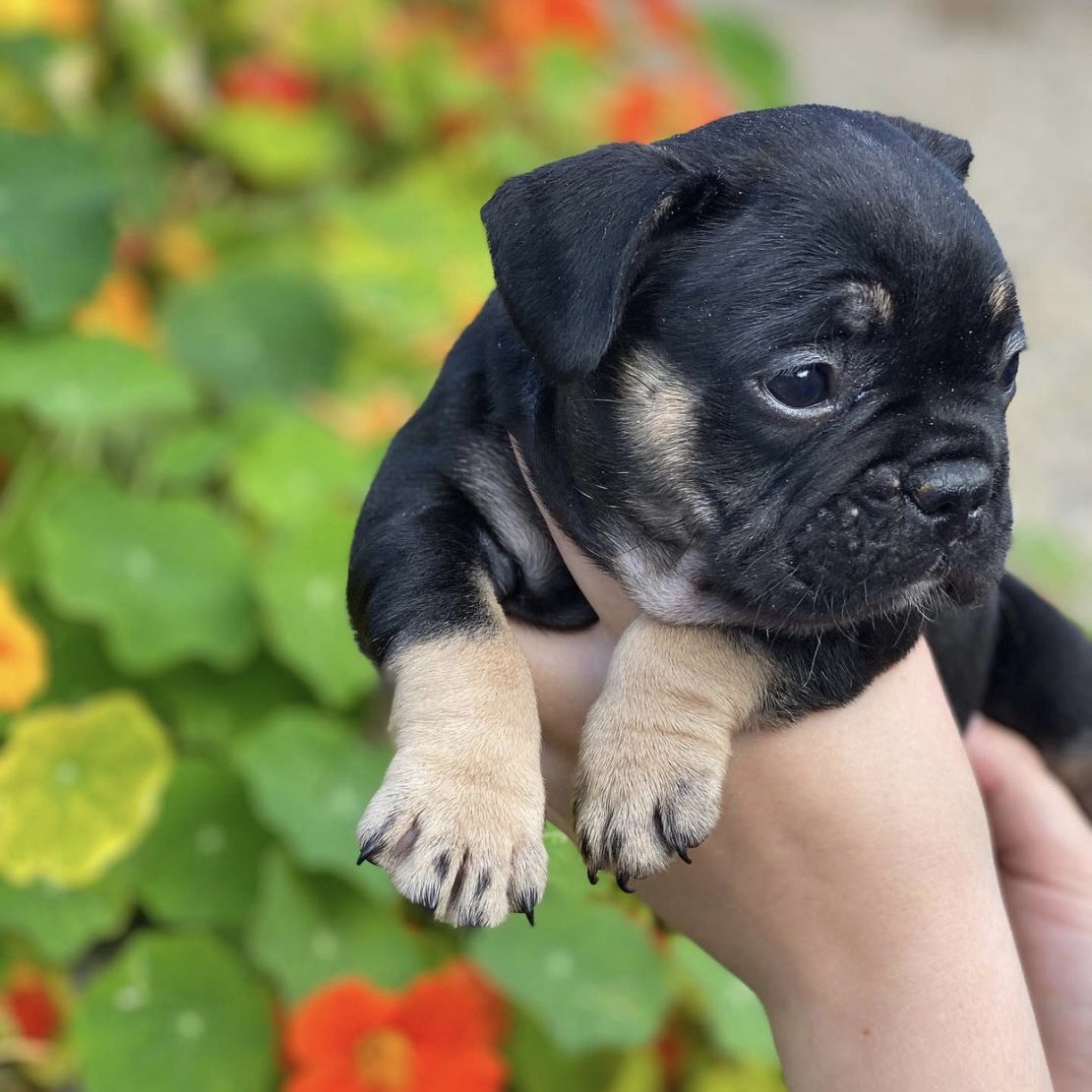 black miniature French Bulldog