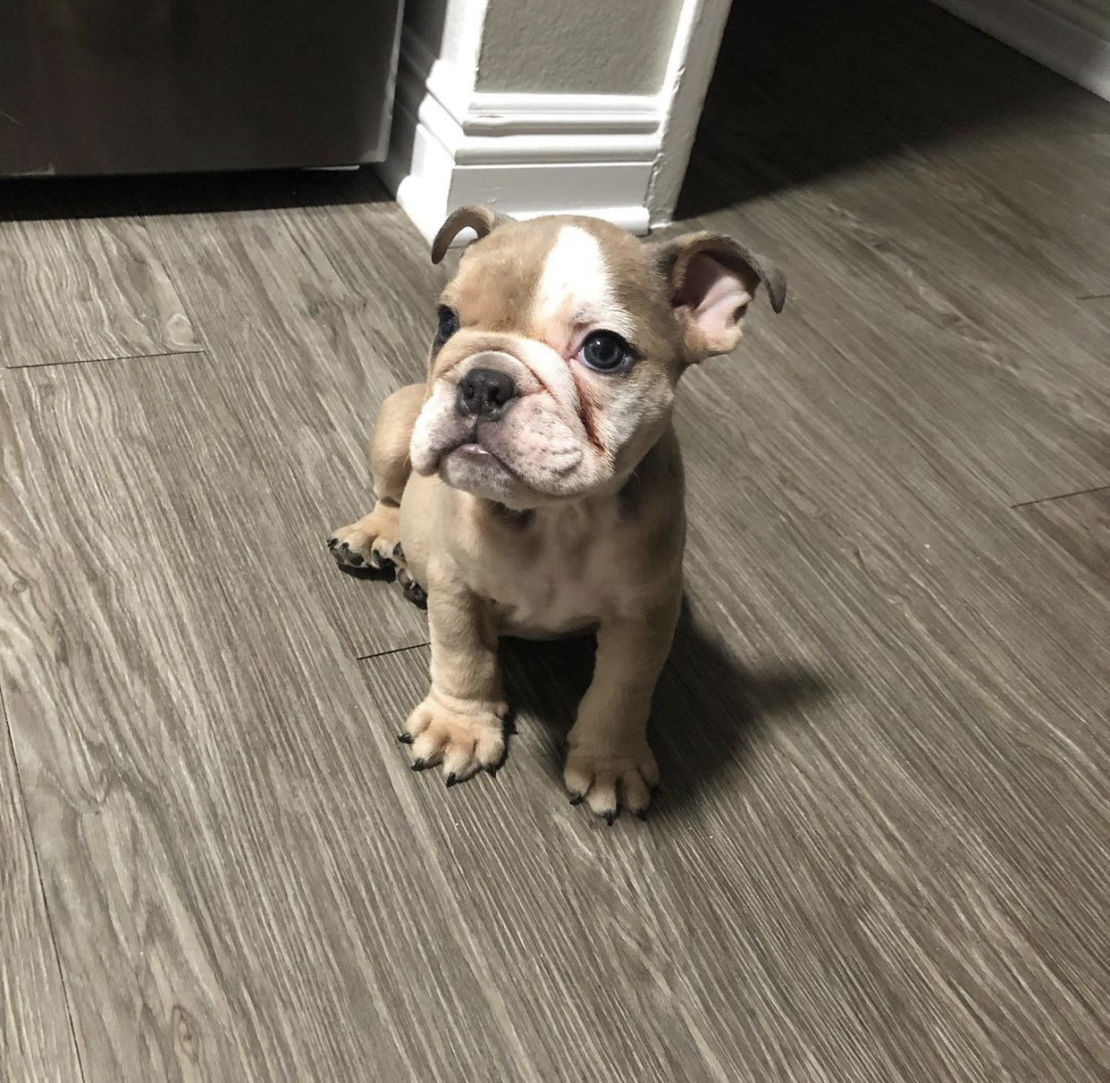 Teacup and Miniature English Bulldog for Sale Best