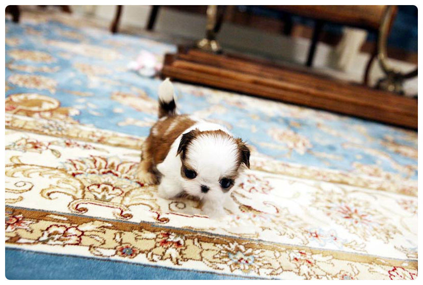 teacup Shih tzu puppies for sale
