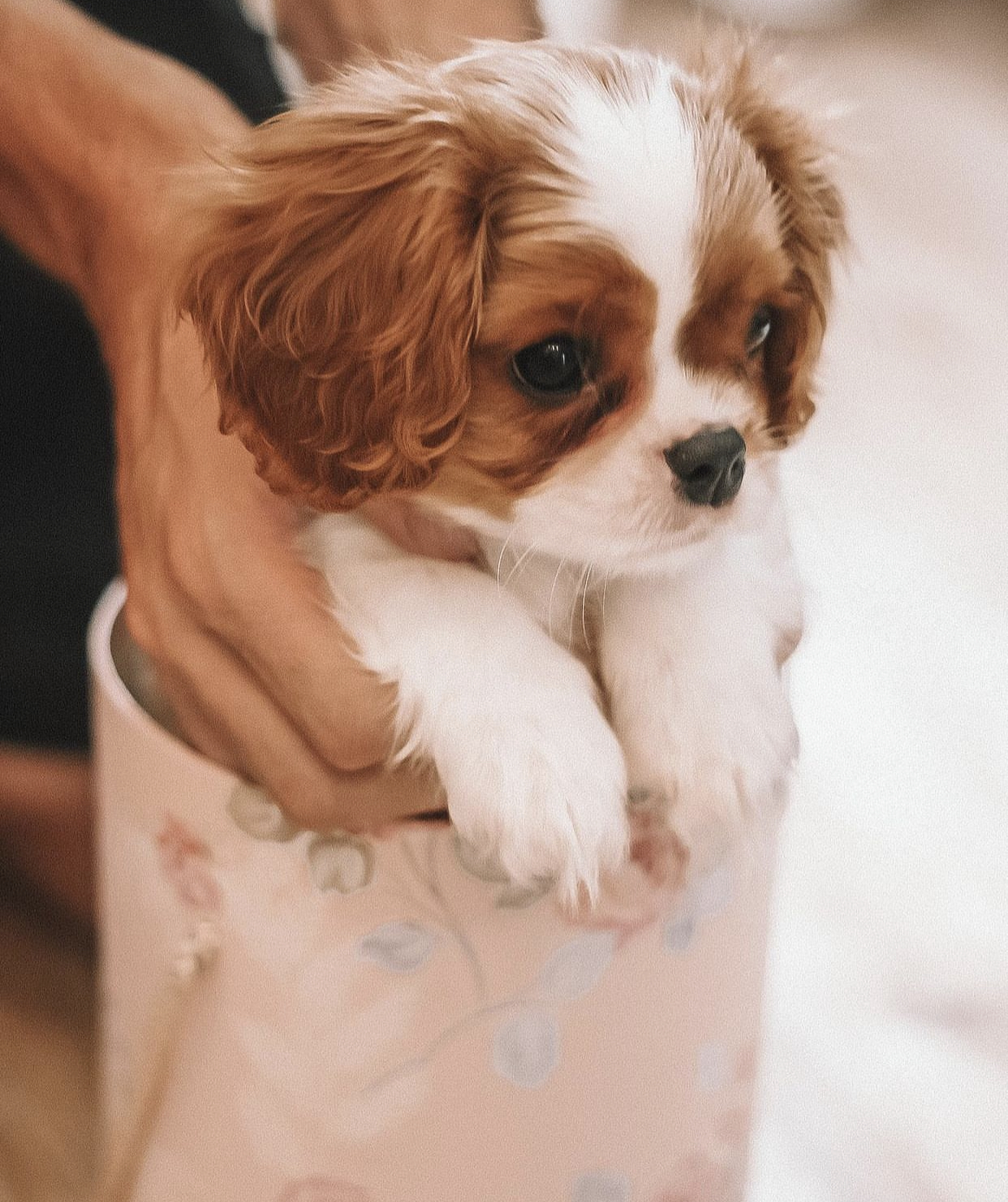 Toy teacup Cavalier King Charles Spaniel for sale
