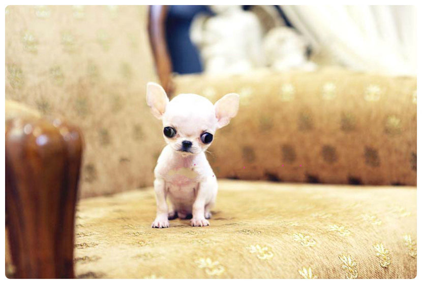 teacup chihuahua puppies for sale