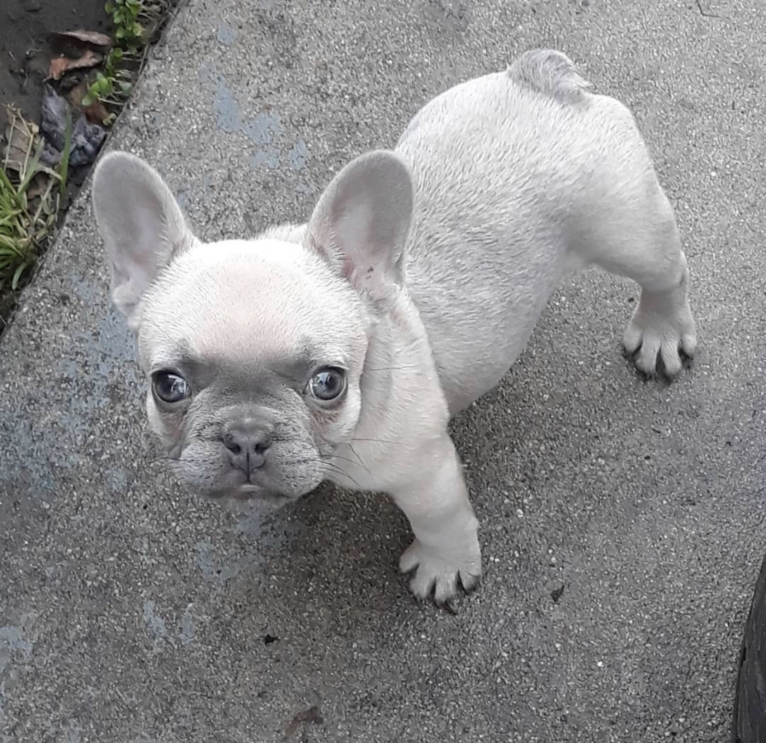 Teacup and Miniature French Bulldog for Sale - Best Prices Online