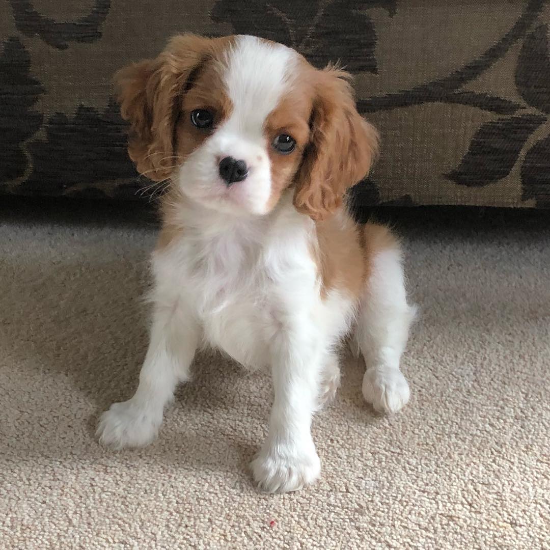 Male Cavalier King Charles Spaniel for sale