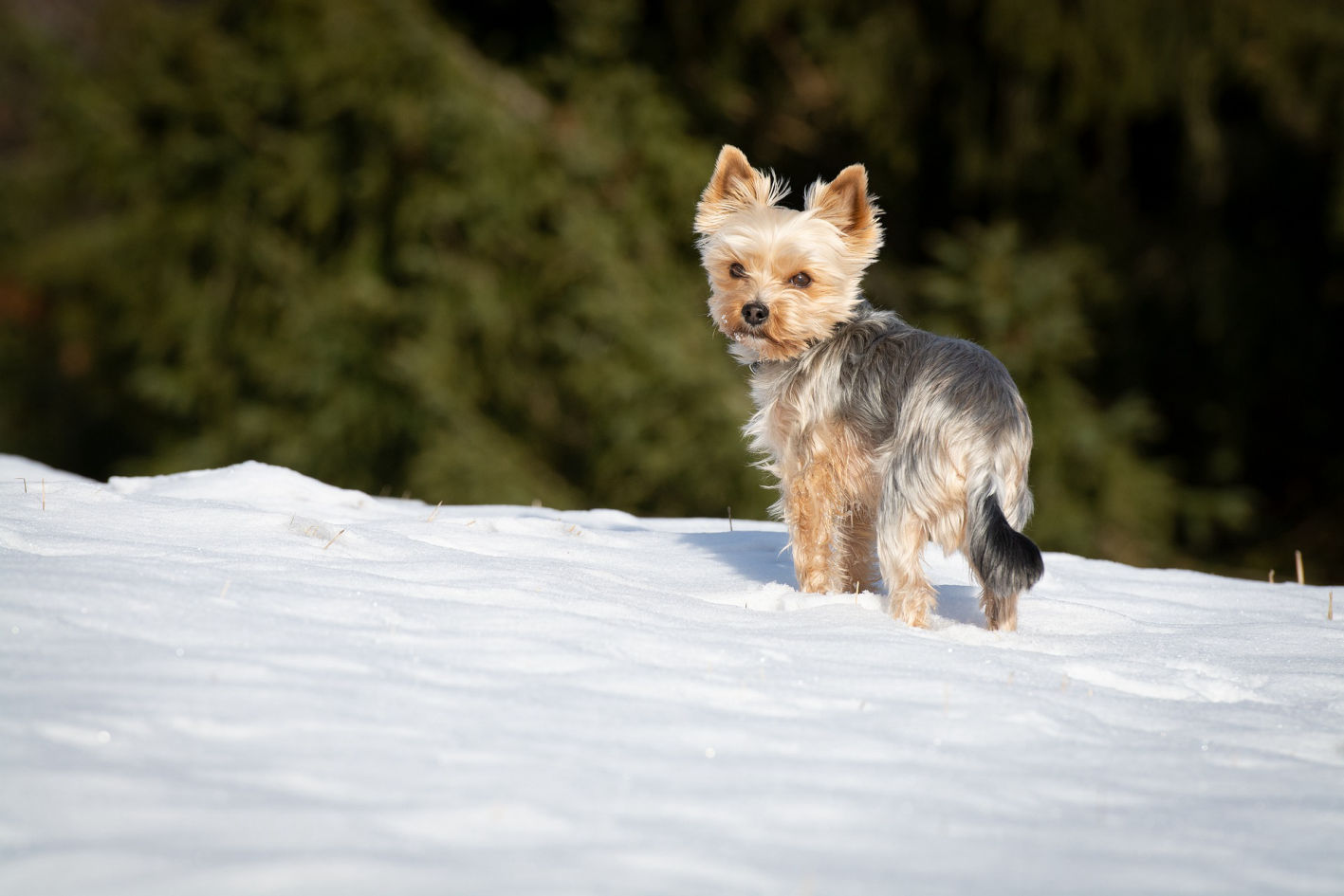  Yorkie (Yorkshire terrier) playing