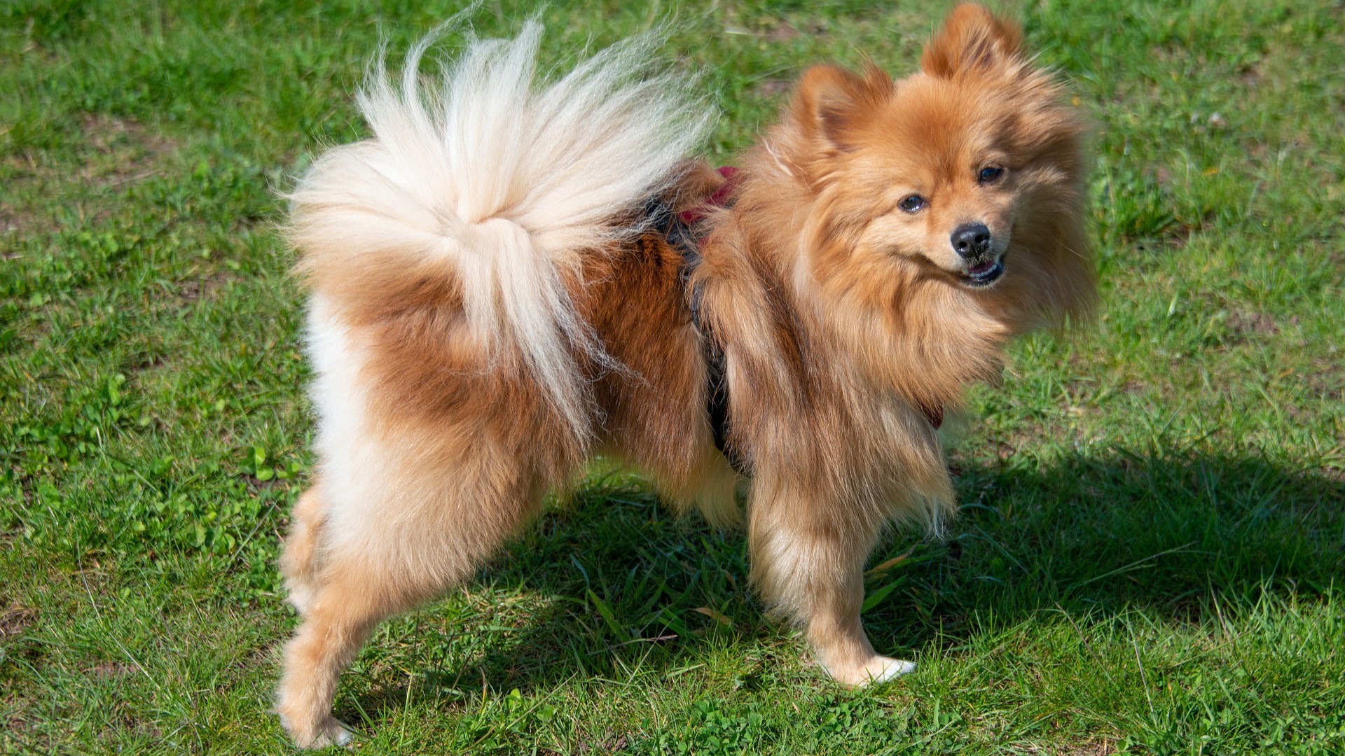Why Pomeranian Are the Worst Dogs?