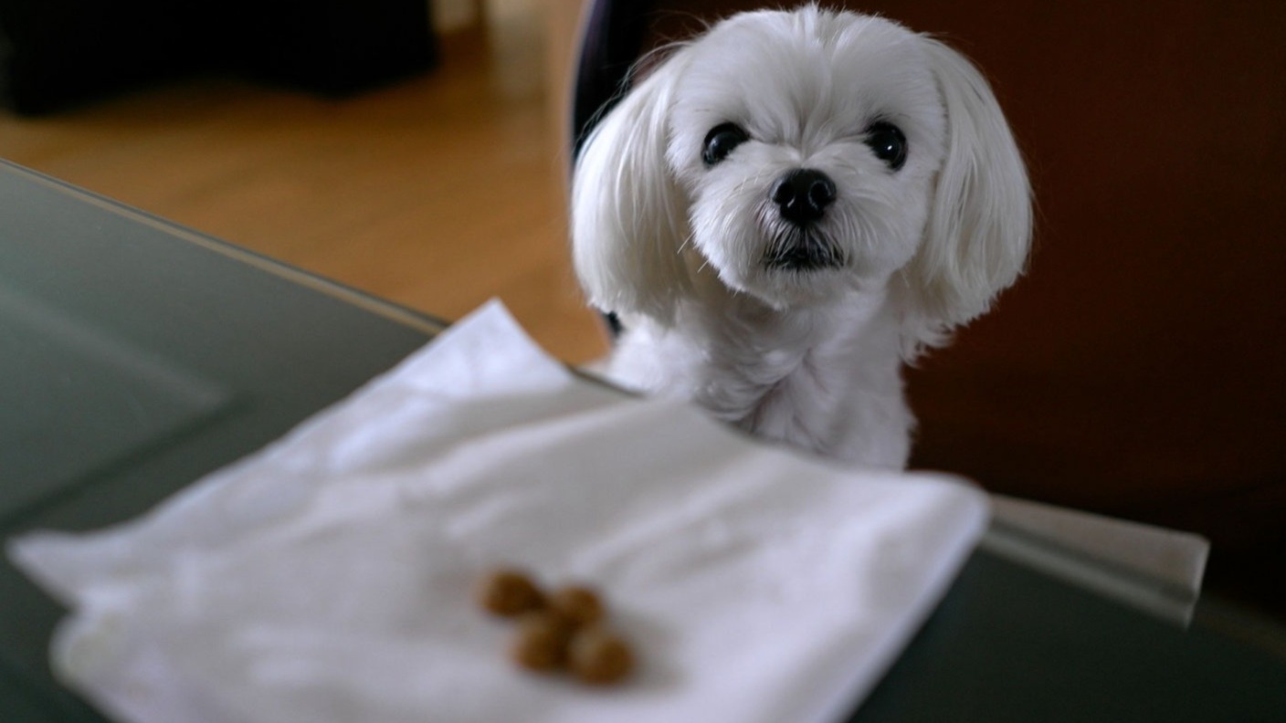 How Smart is a Maltese Dog?