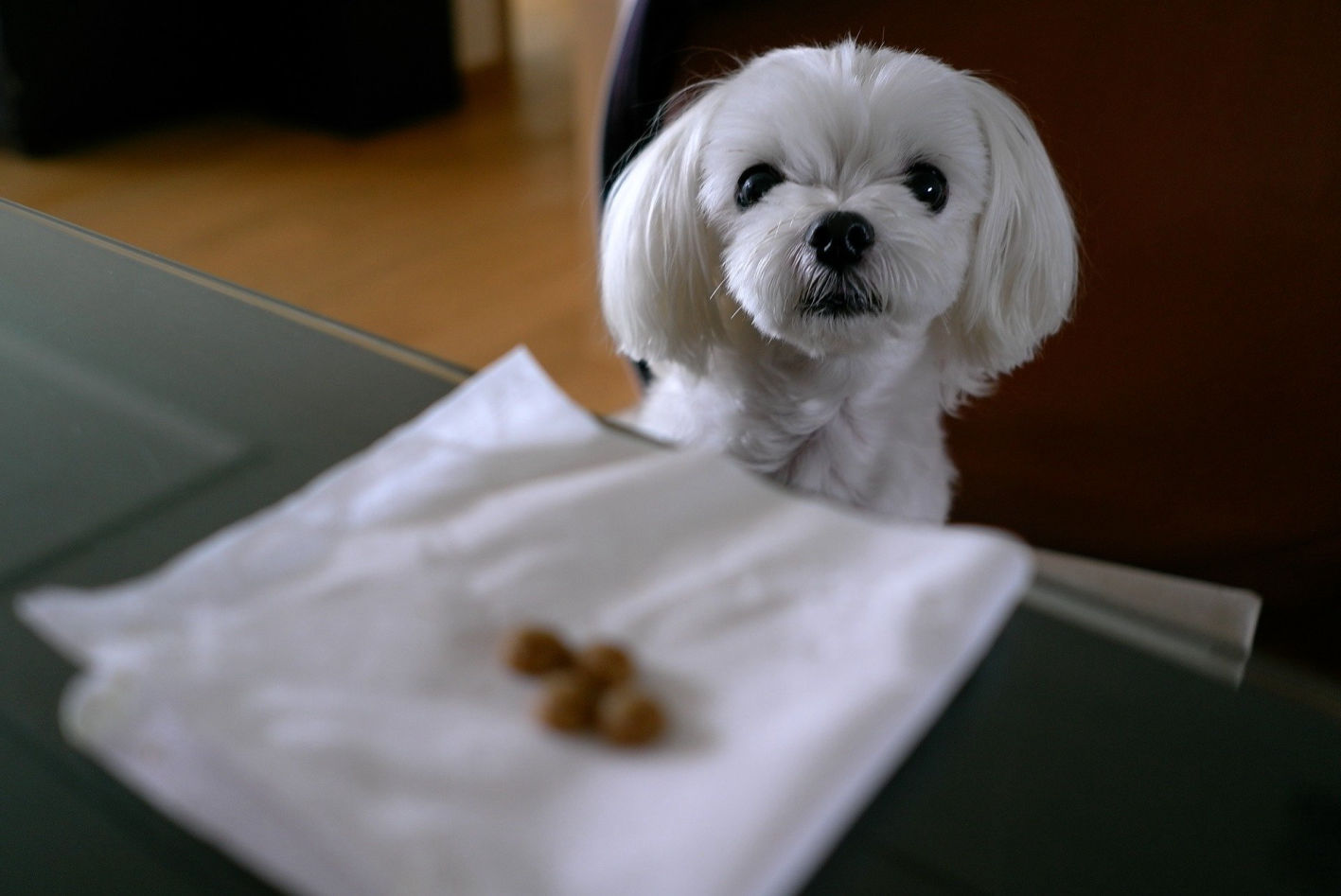 How Smart is a Maltese Dog?