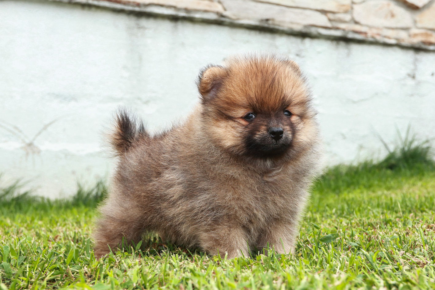 Teacup Pomeranian puppy