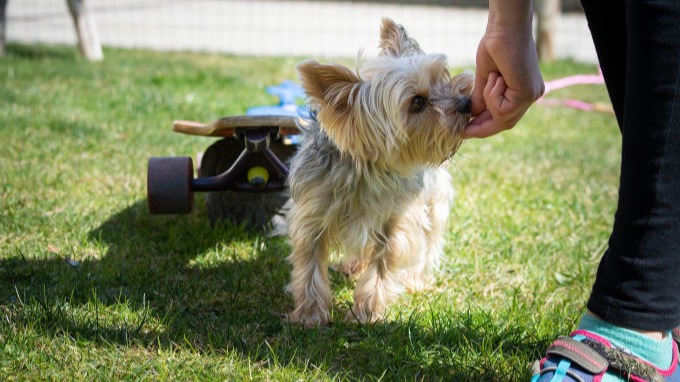 Yorkie playing with owner