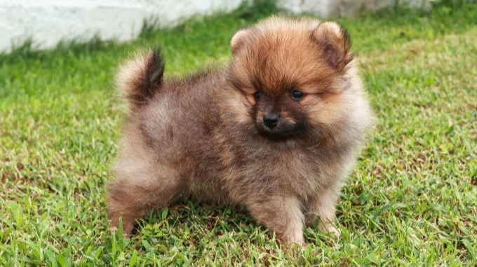 brown Pomeranian puppy