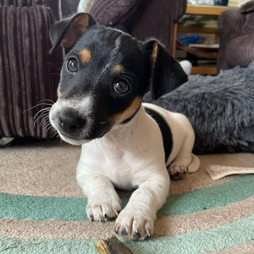teacup Jack Russell Terrier for sale near me