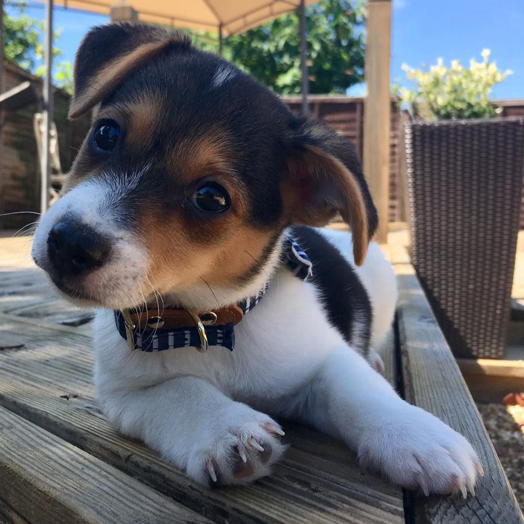 Male Jack Russell Terrier for sale