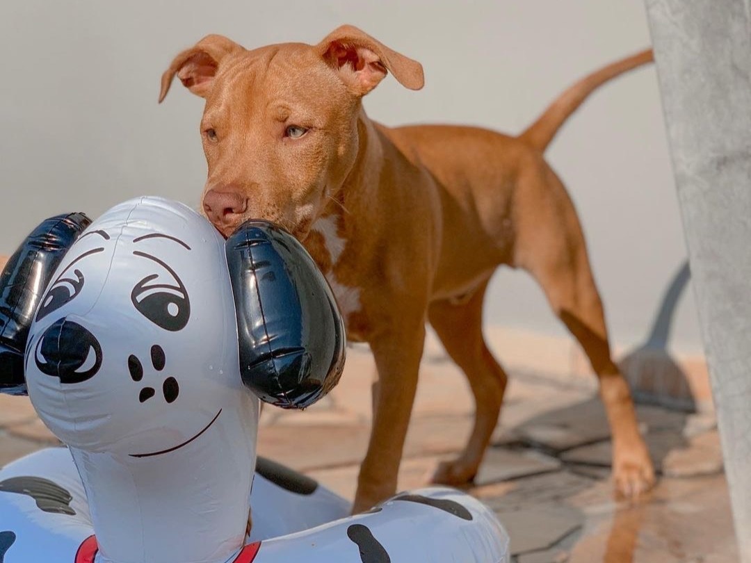Pitbull terrier for sale